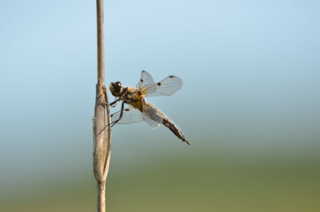 Ålsjöns Naturreservat 2024-06-21