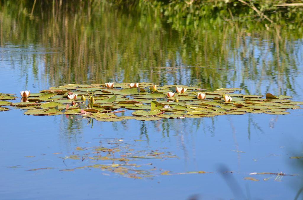 Ålsjöns Naturreservat 2024-06-21