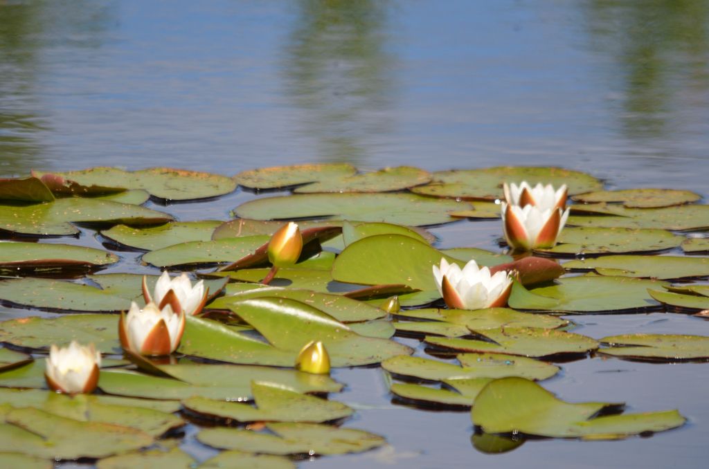 Ålsjöns Naturreservat 2024-06-21