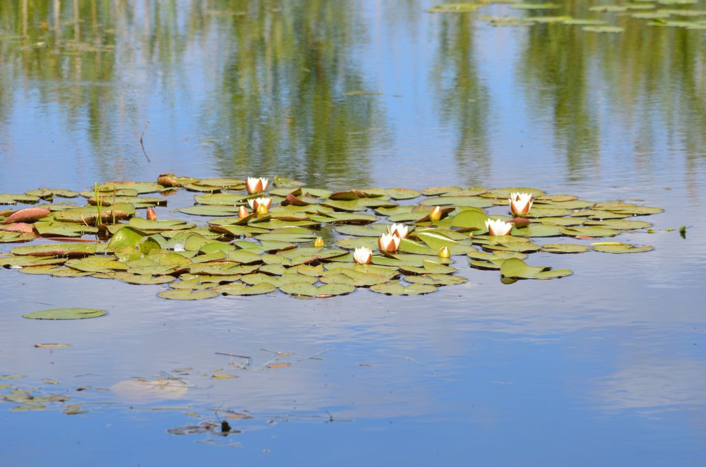 Ålsjöns Naturreservat 2024-06-21