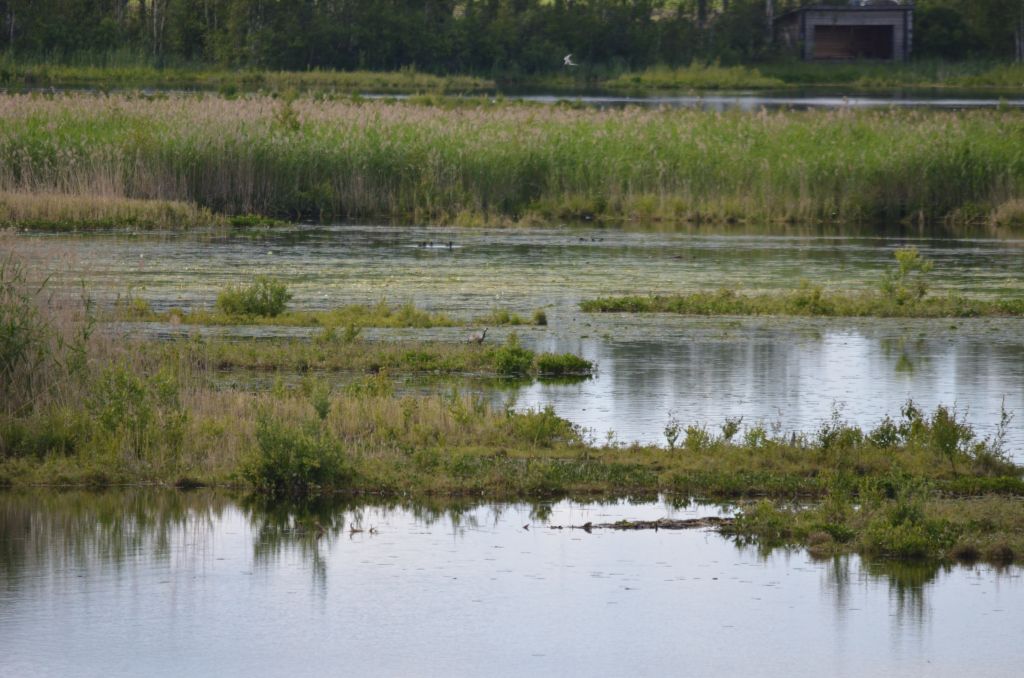 Ålsjöns Naturreservat 2024-06-21