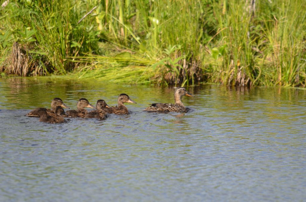 Ålsjöns Naturreservat 2024-06-21