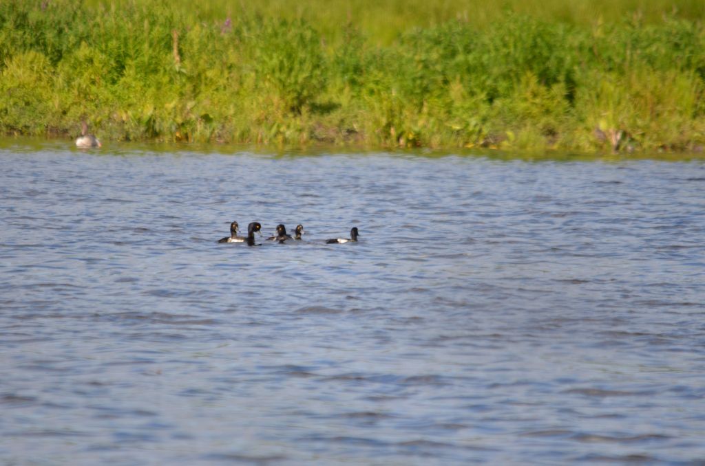 Ålsjöns Naturreservat 2024-06-21