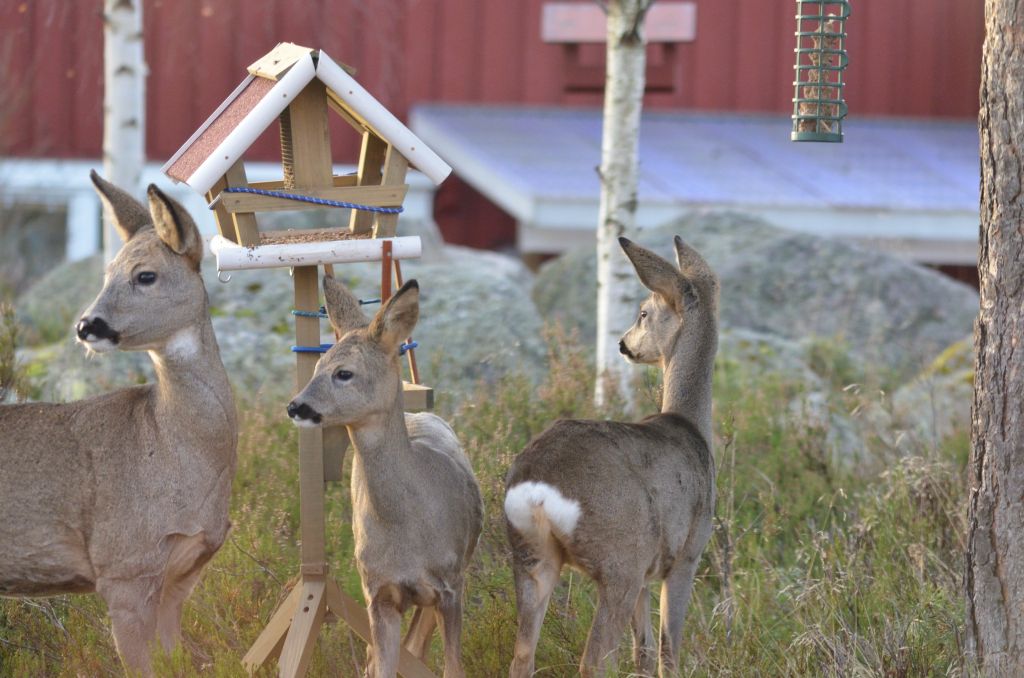 Nymåla Fågelmatning