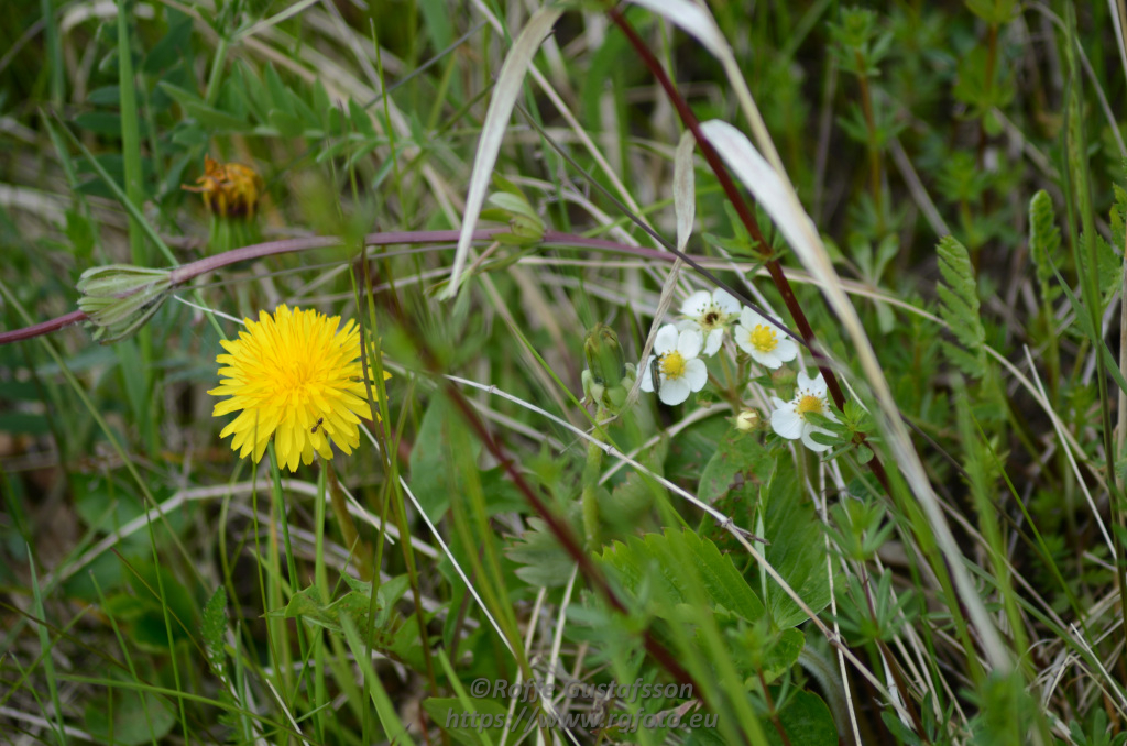 Granskär Våtmark