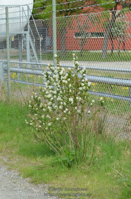 Granskär Våtmark