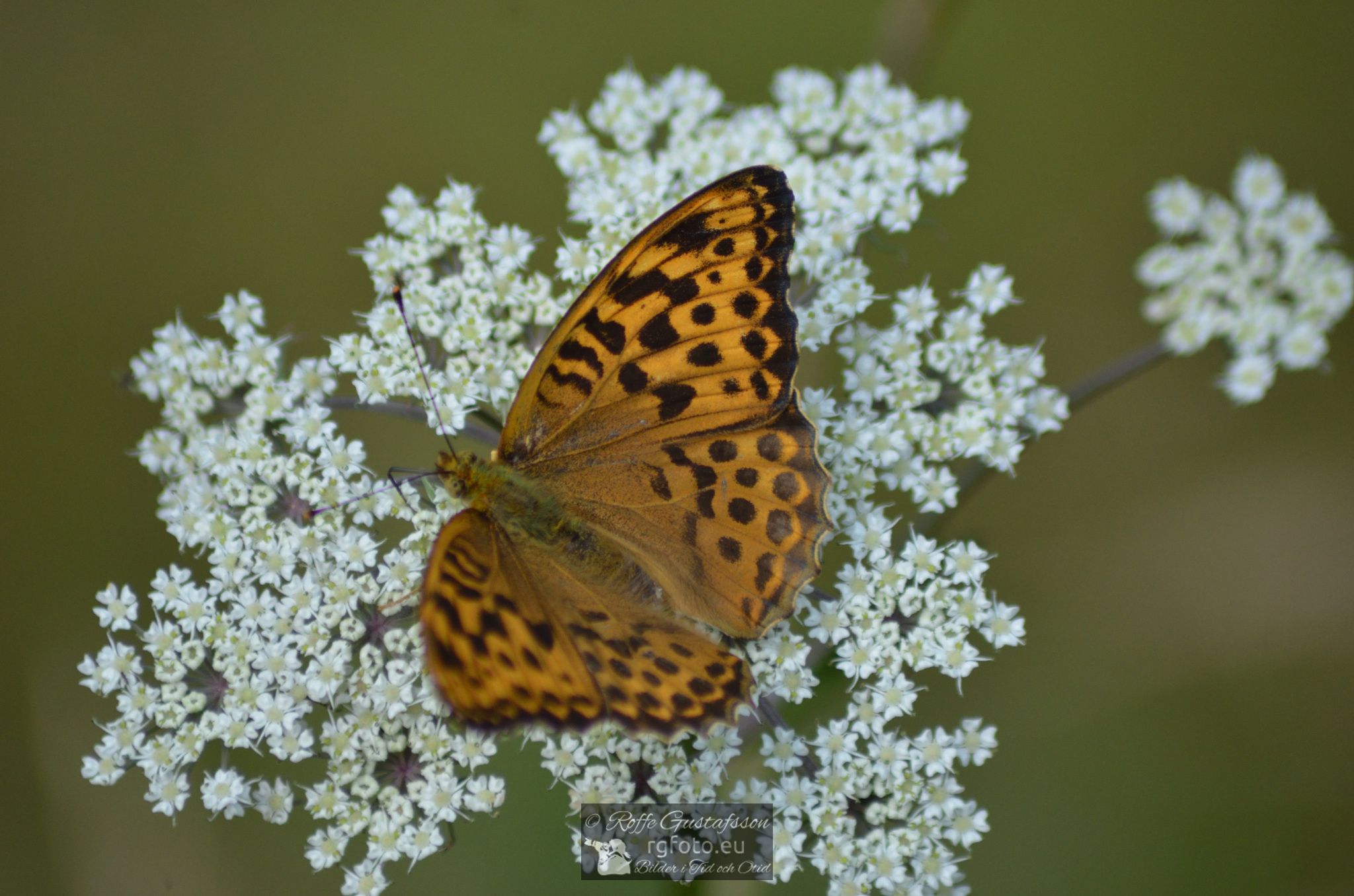 Skogspärlemorfjäril (Argynnis adippe)