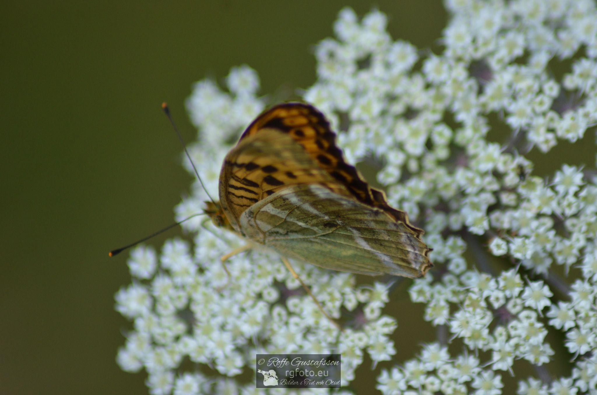 Skogspärlemorfjäril (Argynnis adippe)