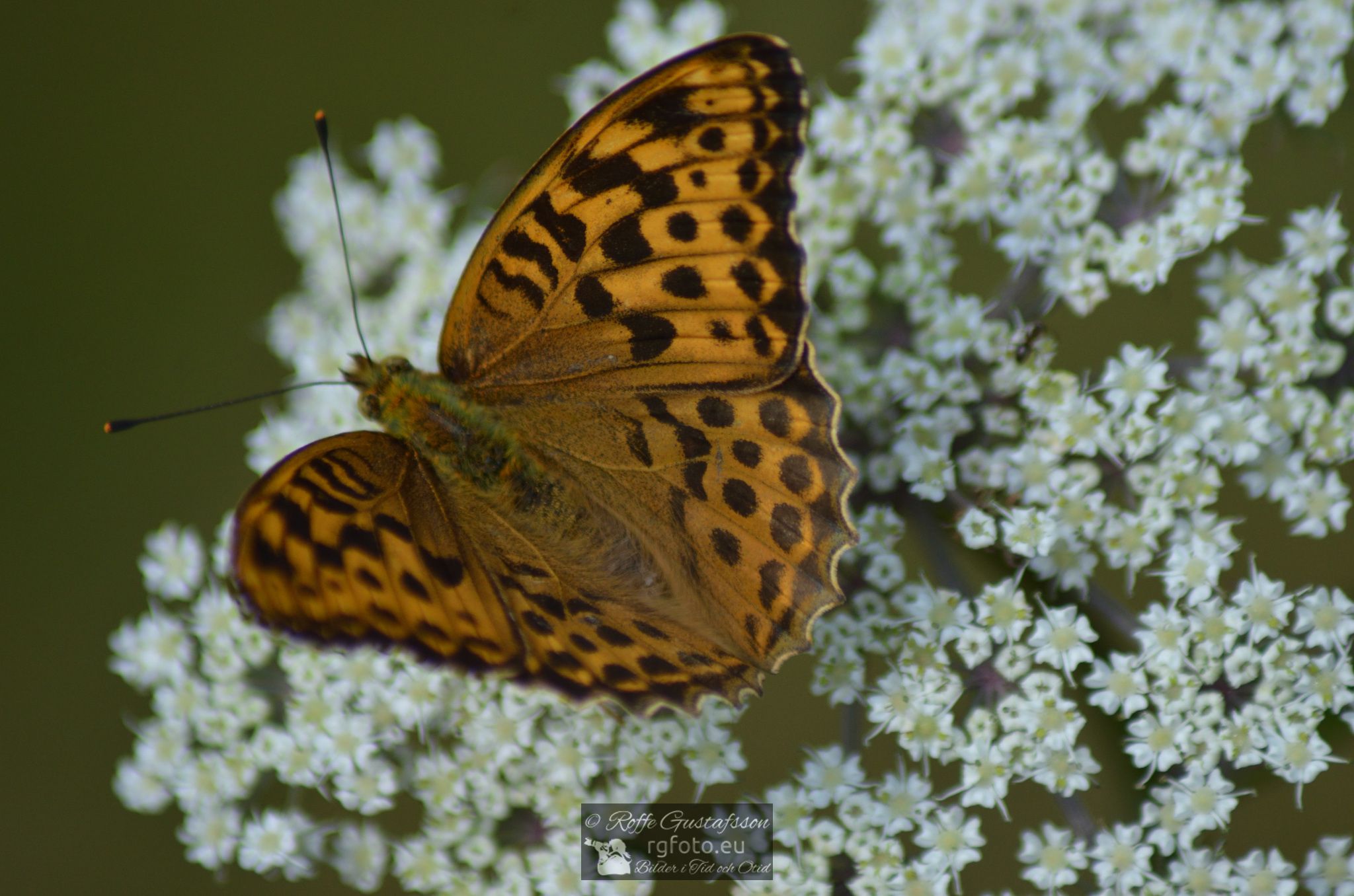 Skogspärlemorfjäril (Argynnis adippe)