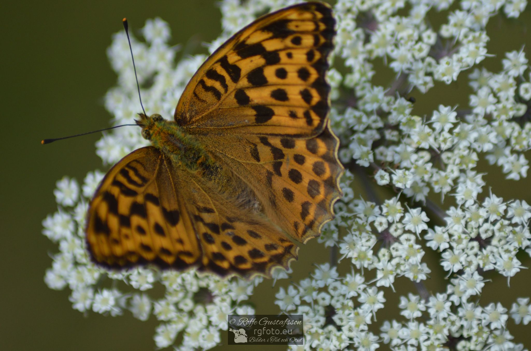 Skogspärlemorfjäril (Argynnis adippe)