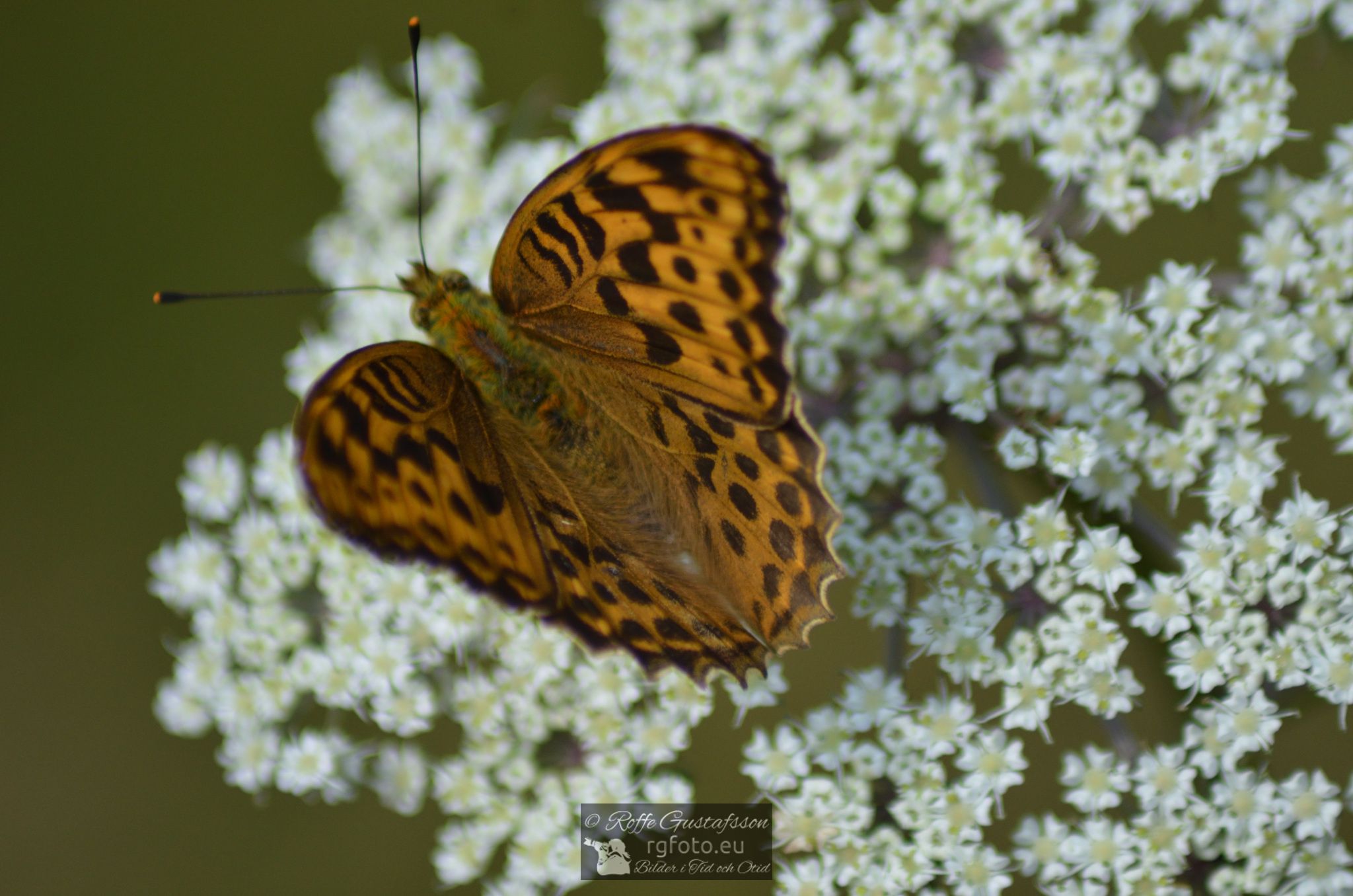 Skogspärlemorfjäril (Argynnis adippe)