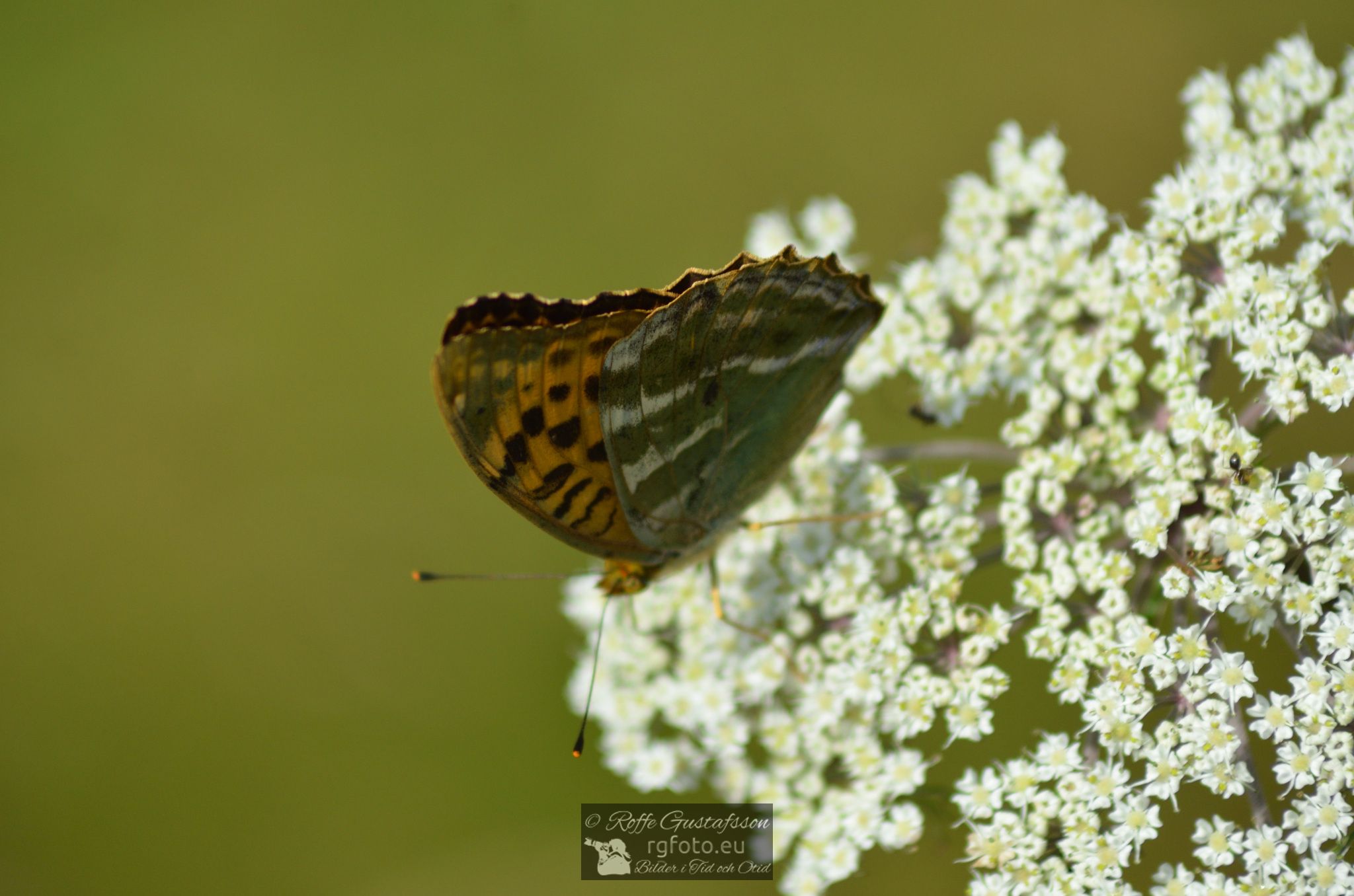 Skogspärlemorfjäril (Argynnis adippe)