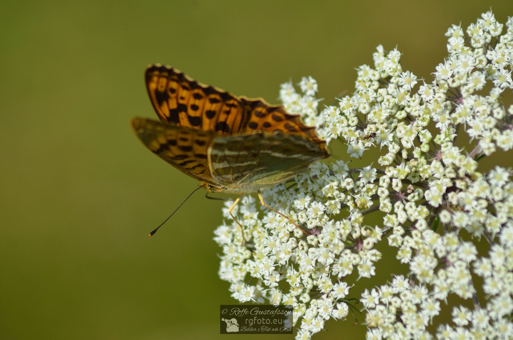 Skogspärlemorfjäril (Argynnis adippe)