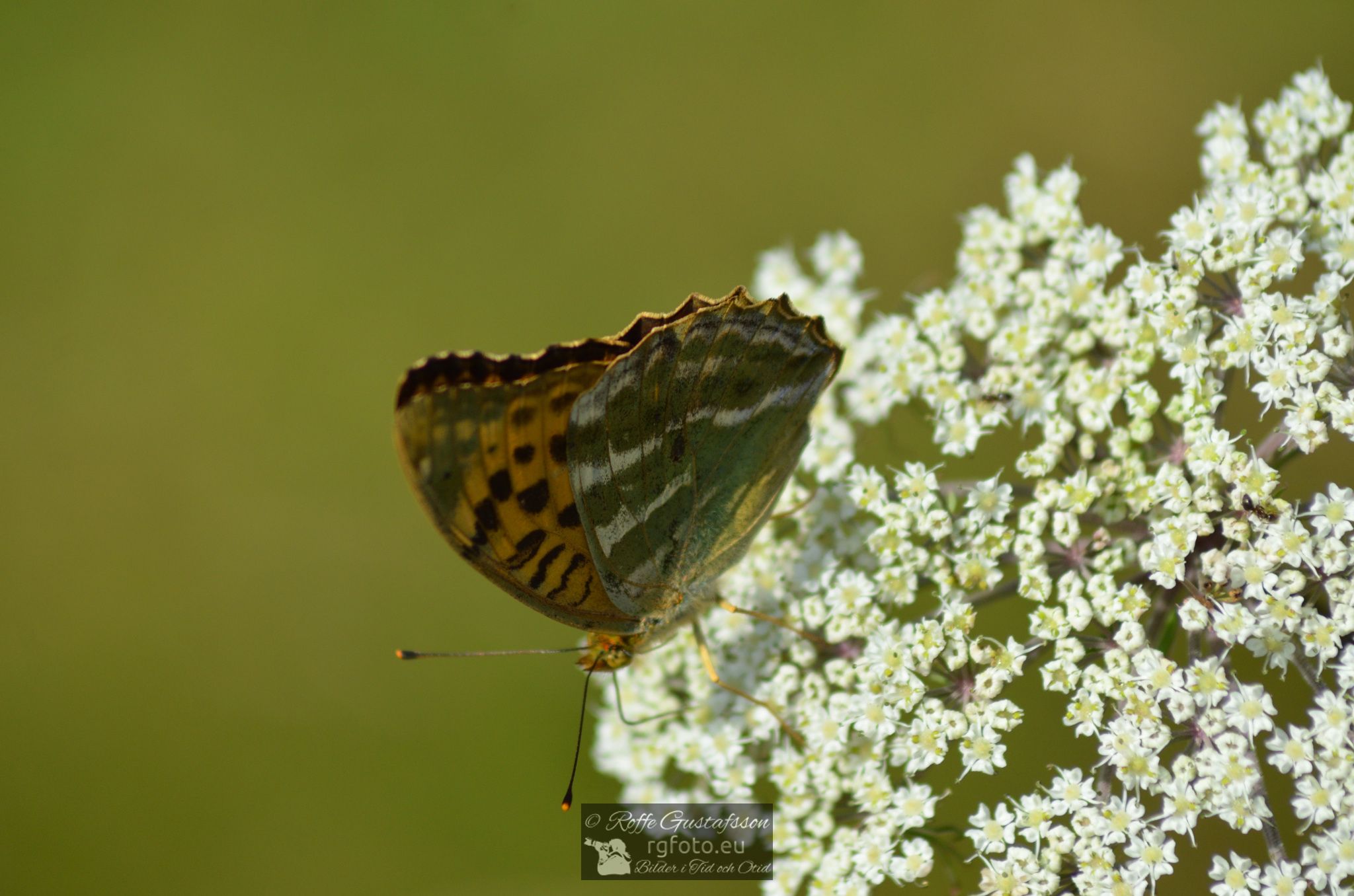 Skogspärlemorfjäril (Argynnis adippe)