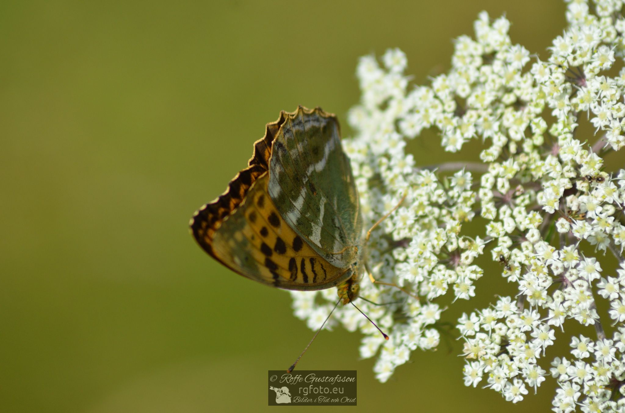 Skogspärlemorfjäril (Argynnis adippe)