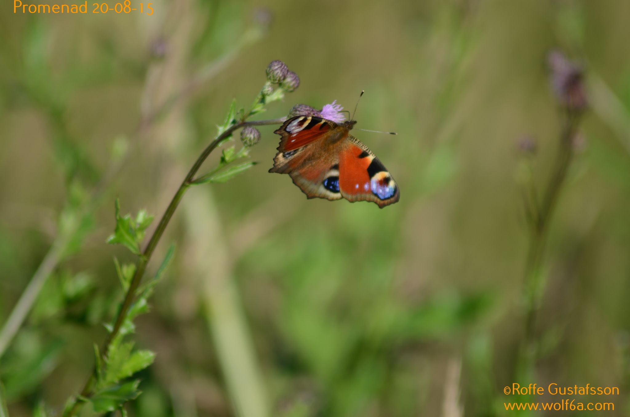 Promenad 20-08-15