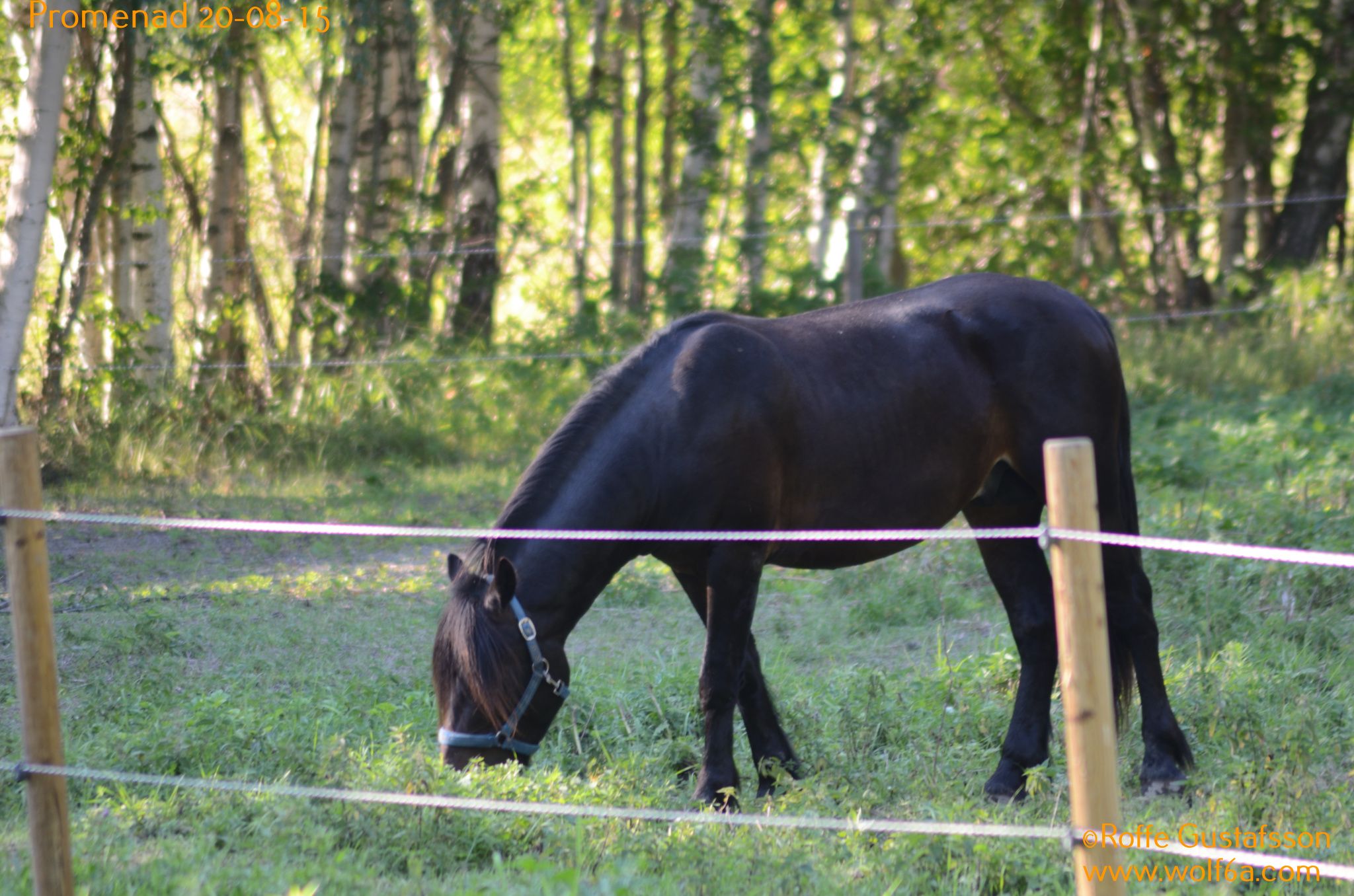 Promenad 20-08-15