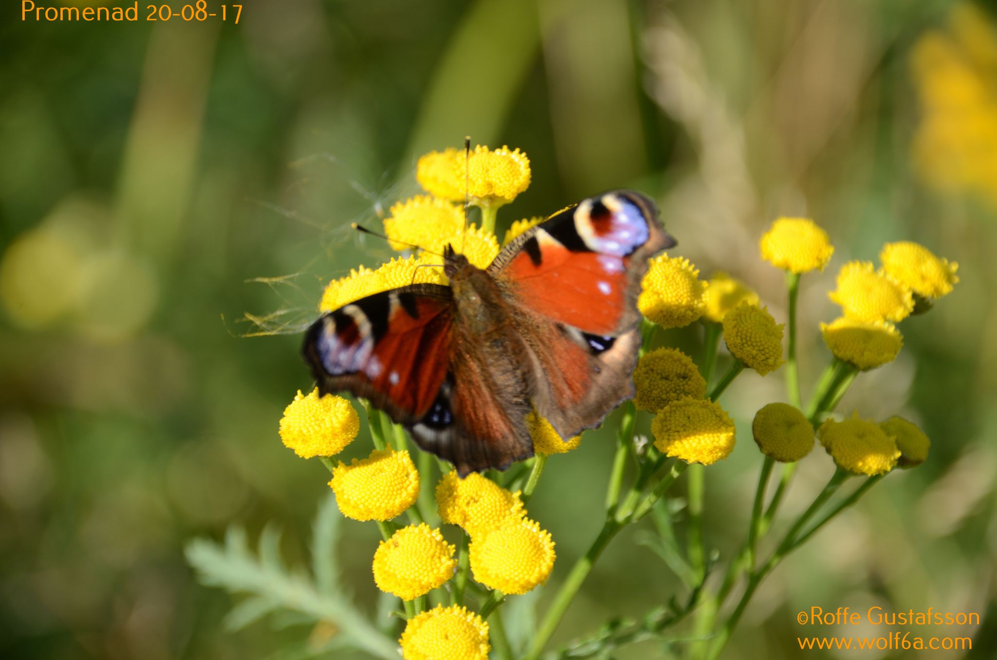 Promenad 20-08-17