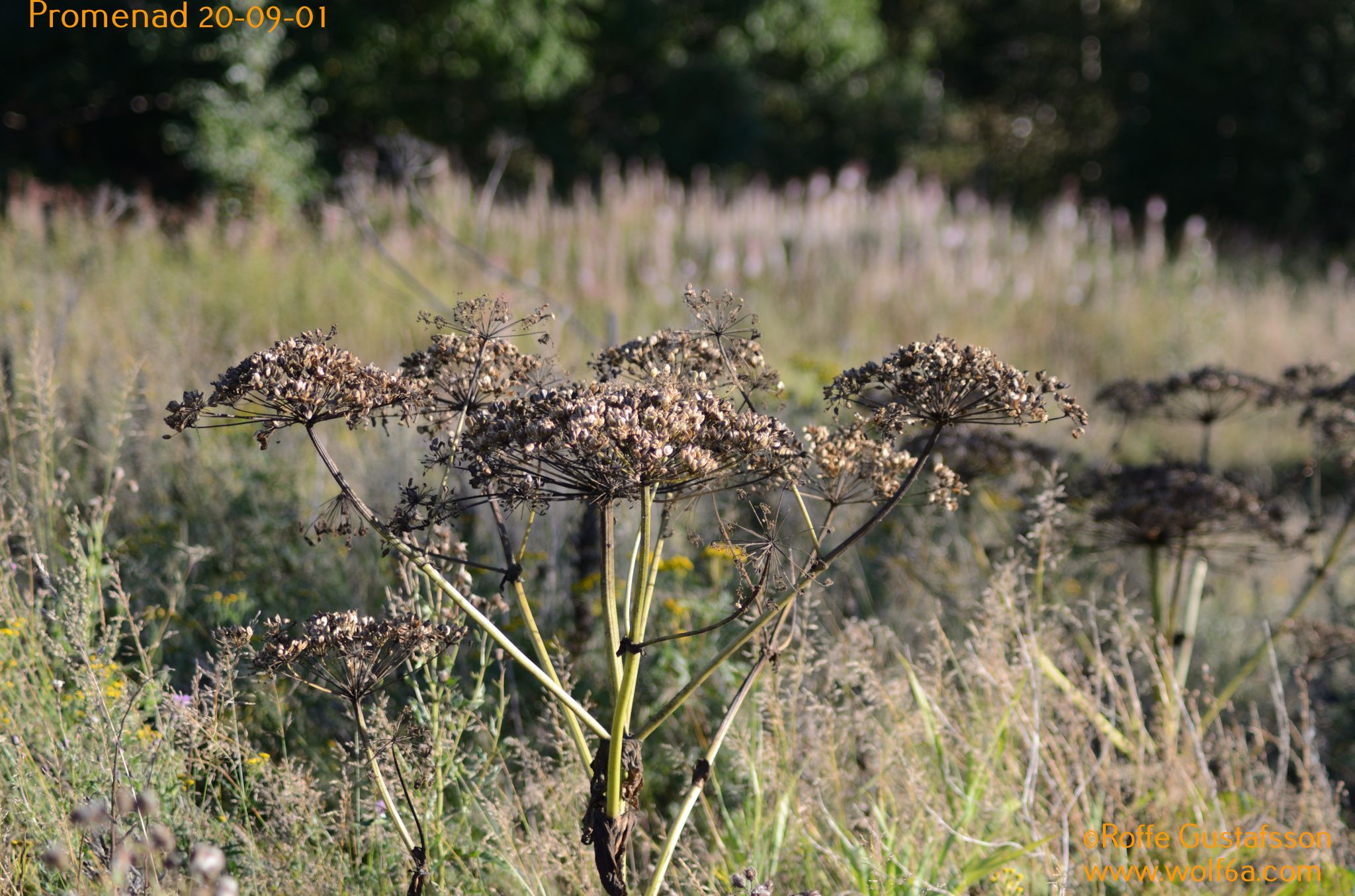 Promenad 20-09-01