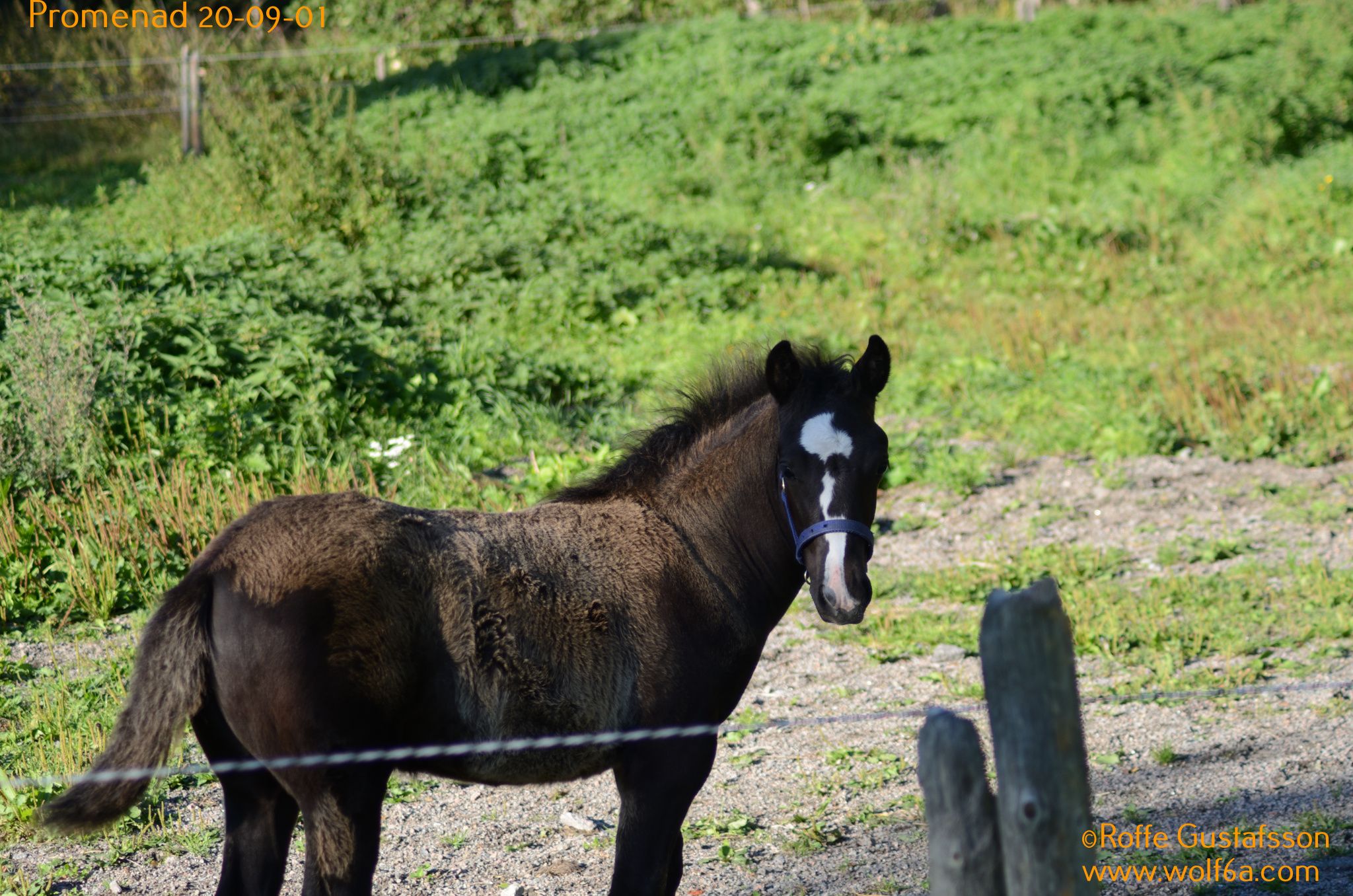 Promenad 20-09-01