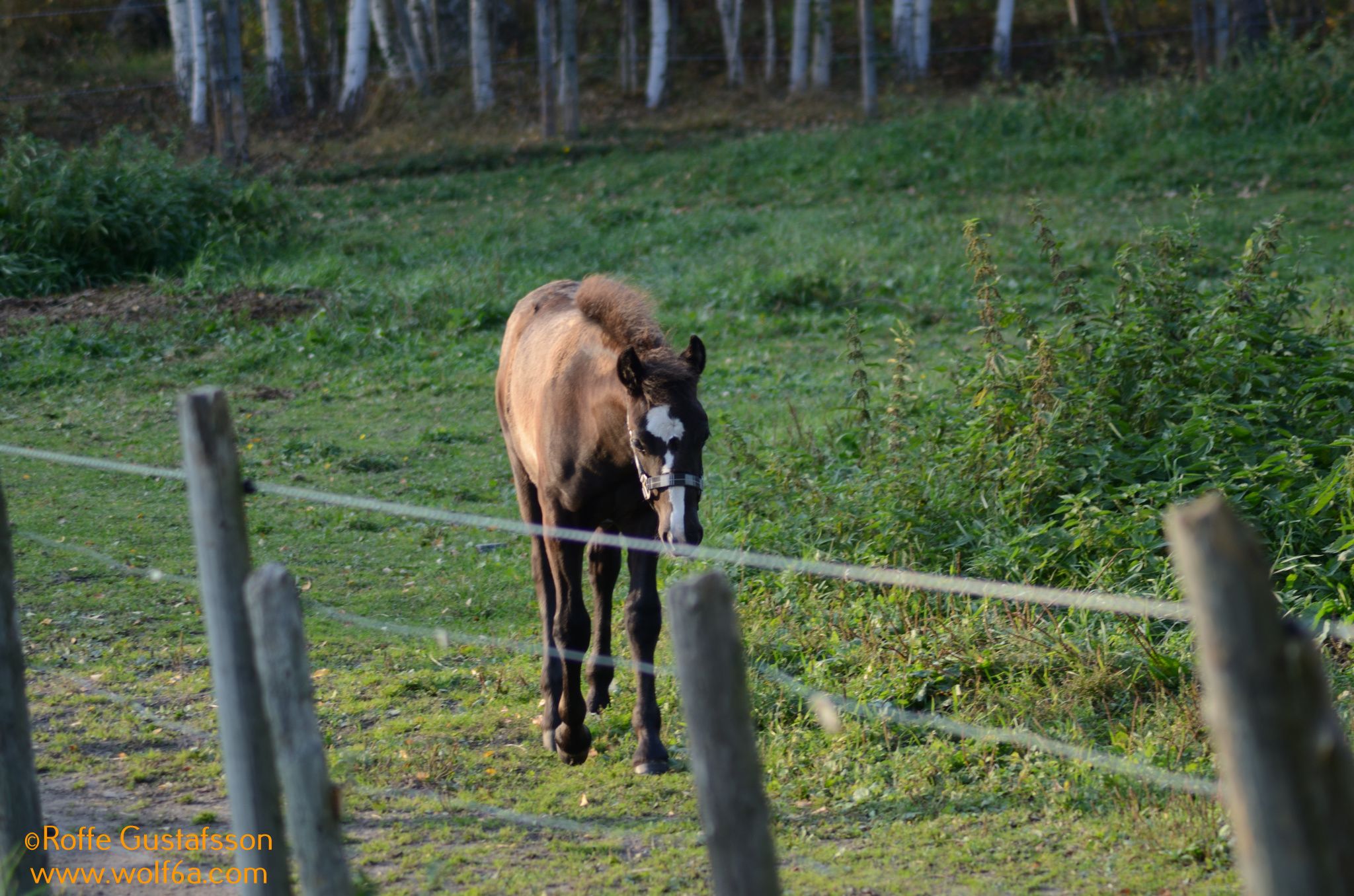 Höst Promenad